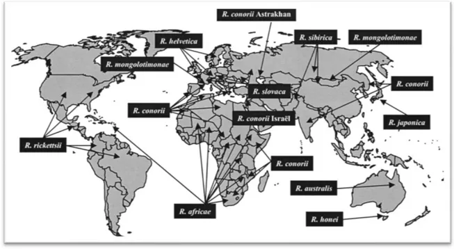 Figure 17. Répartition géographique des rickettsies pathogènes transmises par les tiques (62)  De  plus,  la  majorité  de  chacune  des  espèces  de  Rickettsia  peut  être  transmise  par  plusieurs  espèces de tiques dures jouant à la fois le rôle de ve