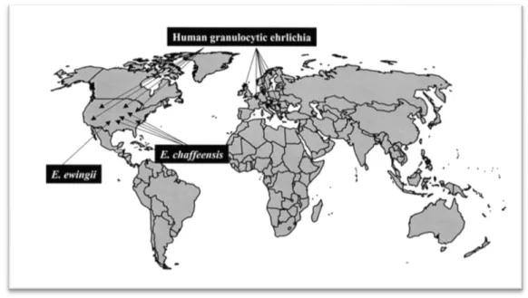 Figure 18. Répartition géographique des pathogènes impliqués dans les ehrlichioses et  l’anaplasmose humaines (62) 