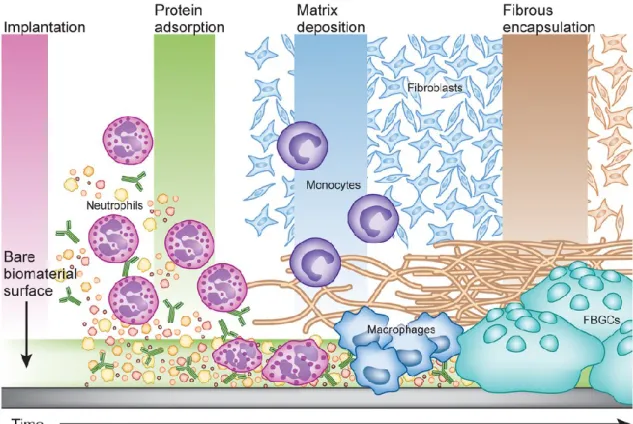 Figure 5 : Réponse inflammatoire à un corps étranger. A l’implantation du matériau se forme une couche  de  protéines  adsorbées  à  la  surface  qui  va  mener  au  recrutement  de  phagocytes  et  de  fibroblastes  qui  vont  produire une matrice de coll