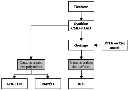 Figure  16 :  Partie  1 :  Choix  de  la  modification  du  dextrane  dans  l’idée  du  greffage  ultérieur  du  copolymère et techniques d’analyse pour la caractérisation