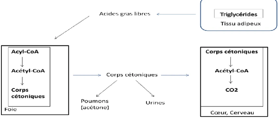 Figure 5 : La cétogenèse
