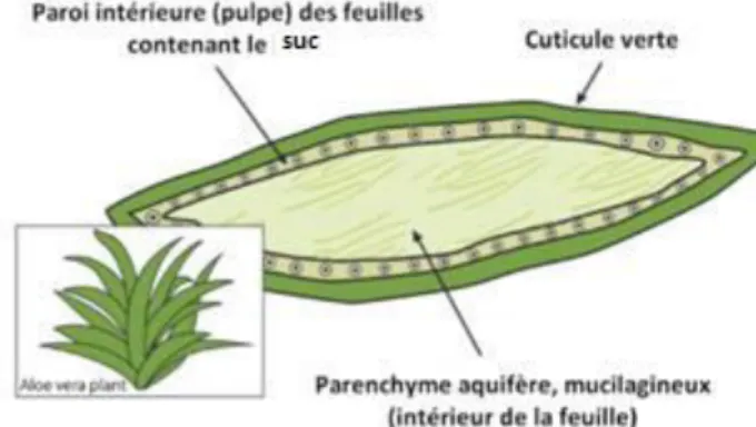 Figure 5 : Schéma  d’ un Aloe vera  et coupe d’une feuille d’Aloe vera  (33)  La drogue végétale utilisée est la feuille dont on extrait le mucilage