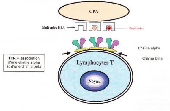 Figure 4 : Le lymphocyte T et son rôle dans l’amplification de la réponse immune (11)