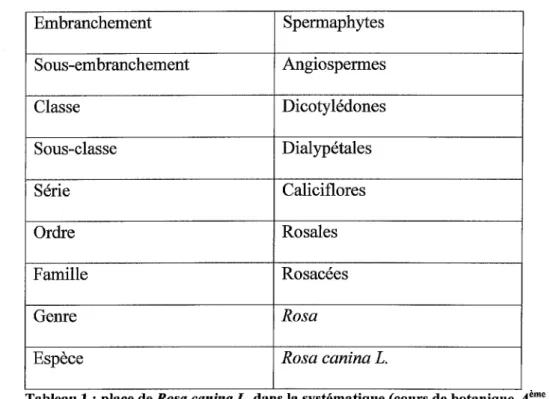 Tableau 1: place de Rosa canina  L.  dans la systématique (cours de botanique,  4ème  année) 
