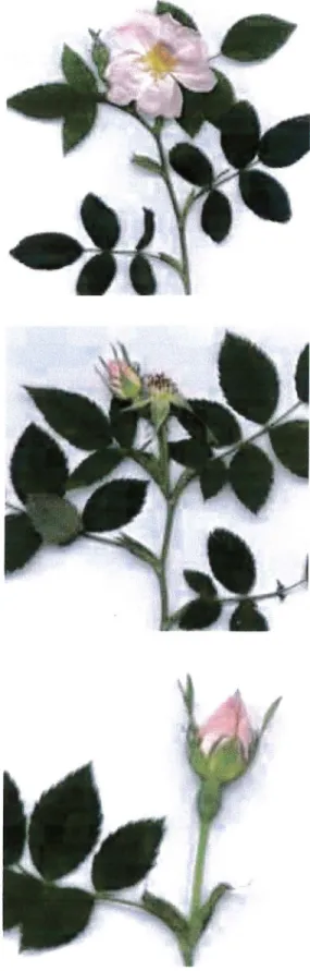 Figure 3: fleurs d'églantier  En haut : fleur ouverte 