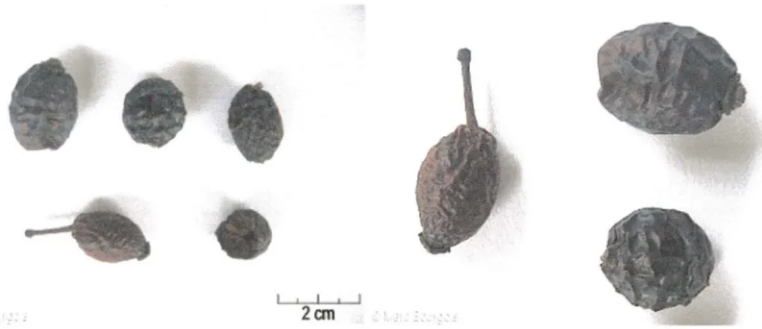 Figure 7 : drogue sèche : fruit charnu ovoïde, chagriné, orangé  à  rouge brun légèrement brillant  Marc Bourgois, www.floranet.org 