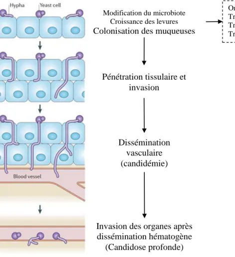 Figure 1: Physiopathologie de la candidose invasive d'après Gow 2012, Nature Reviews Microbiology [23] 