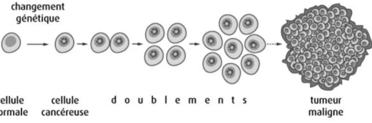 Figure 1 - La division cellulaire cancéreuse 