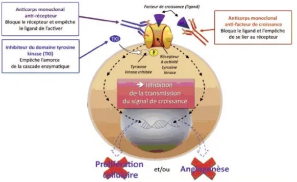 Figure 5 – Inhibition de la transduction du signal par les AcM et les ITK 