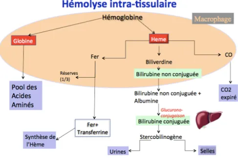 Figure 5 Les voies physiologiques de l'hémolyse intra-tissulaire  [ 20 ]
