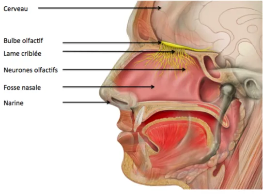 Figure 3 : Schéma indiquant les principales structures anatomiques impliquées dans l’odorat  7
