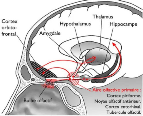 Figure 5 : Schéma des structures et interactions principales du système olfactif central  11