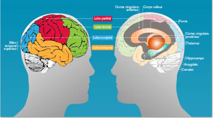 Figure 7 : Schéma représentant la face latérale (à gauche) et la face interne (à droite) de l'hémisphère  cérébral droit  25 