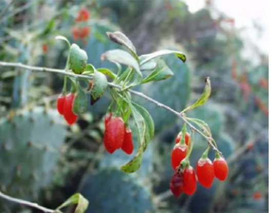 Figure 4: Baies de Lycium barbarum            (Tela Botanica, 2014) 