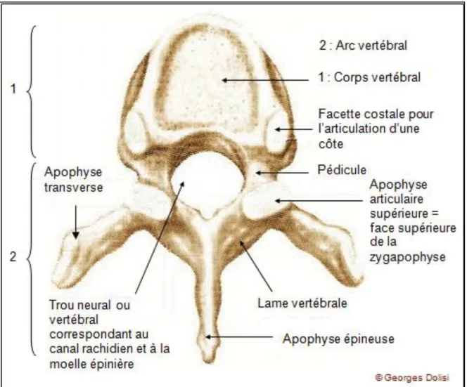 Figure 2 : Vertèbre dorsale en vue supérieure (5) 