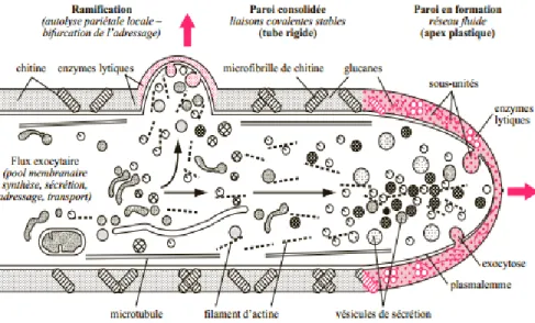 Figure 3 : Schéma de la croissance d’une cellule fongique (5) 