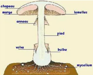 Figure 6 : Mode d’attachement des lames au pied du champignon (9) 