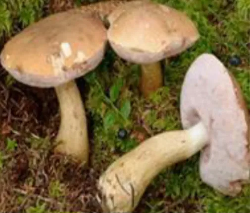 Figure 15 : Photo de Tylopilus felleus, unique représentant européen (29)  Le genre Chalciporus  