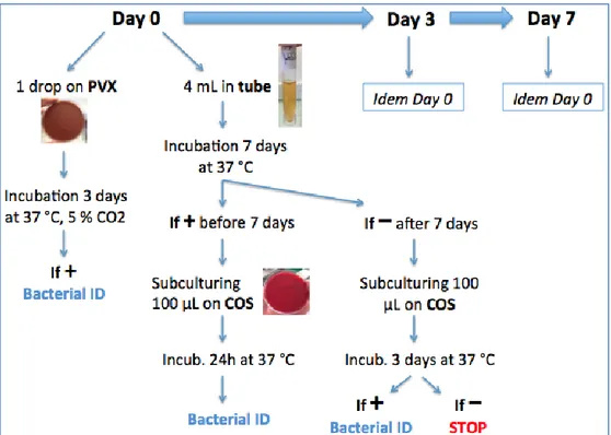 Figure 2: Bacterial culture process 