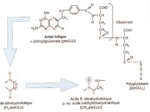 Figure 9- Chimie - Acide folique (24) 