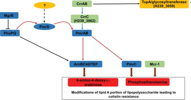 Fig. 1. Model for activation of the two-component systems (TCSs) for colistin resistance in bacteria