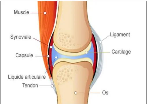 Figure 1 : Schéma d'une articulation saine (4)   2. Le cartilage  