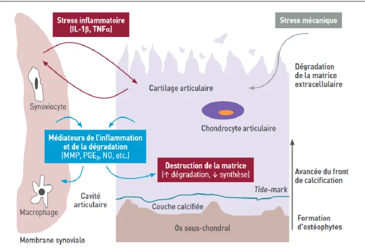 Figure 4 Résumé des mécanismes physiopathologiques impliqués dans l'arthrose (9) 