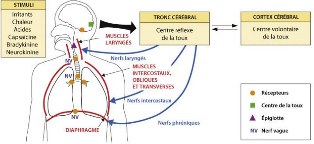 Figure 7 – Schéma de la physiopathologie de la toux  44