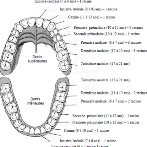 Figure 8 : Représentation schématique des dents définitives et de leur moment d’éruption au  sein de la cavité buccale [25]
