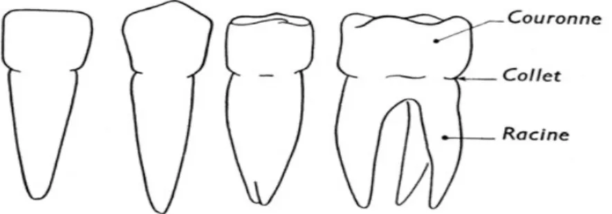 Figure 9 : Représentation des différentes dents : incisive, canine, prémolaire et molaire [42]