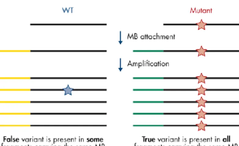 Figure  7 :  Schéma  illustrant  l’intérêt  de  l’utilisation  de  codes-barres  moléculaires  dans  les  technologies  de  séquençages  haut  débit,  pour  limiter  les  variants  artéfactuels