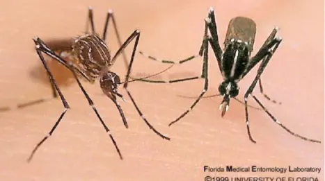 Figure 1 : Aedes aegypti (gauche) vs Aedes albopictus (droite) 