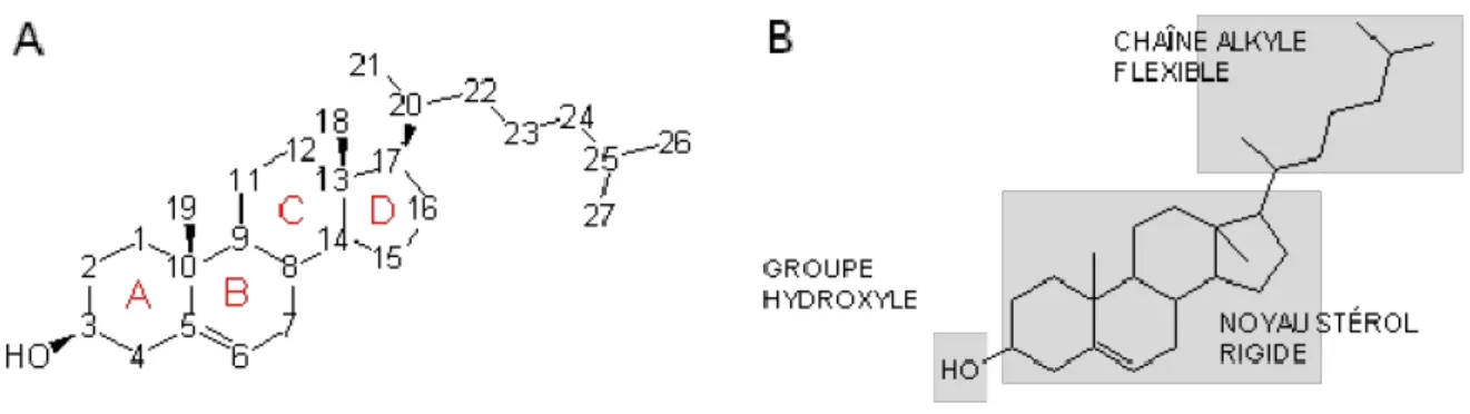 Figure 1 : Structure du cholestérol.    A : Numérotation des atomes de carbone.    B : Eléments  structuraux