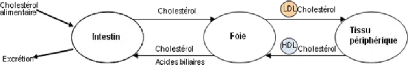 Figure 5 – Cycle simplifié du cholestérol dans l’organisme, d’après Chang et al., 2006