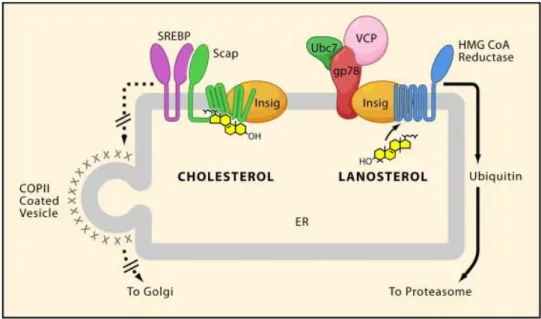 Figure  9 – Contrôles transcriptionnels et post-transcriptionnels de la  voie du mévalonate par le cholestérol et ses précurseurs, d’après Sun 