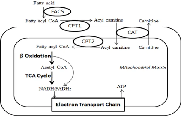 Figure  12  –  Métabolisme  des  acides  gras.  FACS :  Acyl-CoA  synthase ;  CPT :  Carnitine Palmitoyltransférase; CAT : Carnitine Translocase