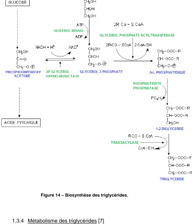 Figure 14 – Biosynthèse des triglycérides. 