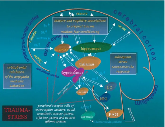 Figure N°2 : Modèle fonctionnel et schématique des circuits du cerveau dans le stress