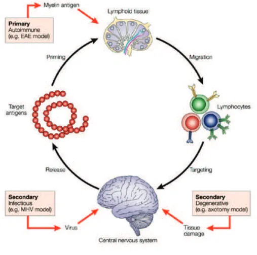 Figure 3 : Mécanismes hypothétiques aboutissant à l’inflammation du SNC d’après Nature reviews  Neuroscience