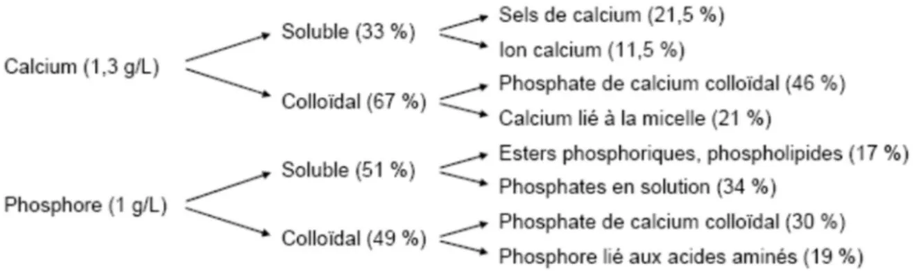 Figure 1.2 Répartition du calcium et du phosphate dans le lait (25) 