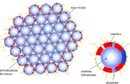 Figure 1.4 Modèle de la micelle de caséines avec sous-unités (21) 