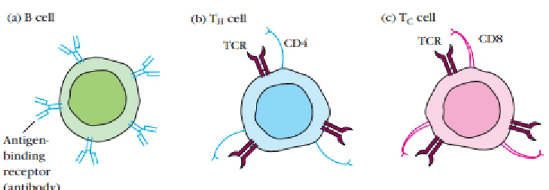 Figure 2. Illustration des différents types de lymphocytes (1) 
