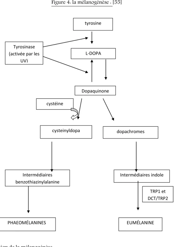 Figure 4: la mélanogénèse : [55] 