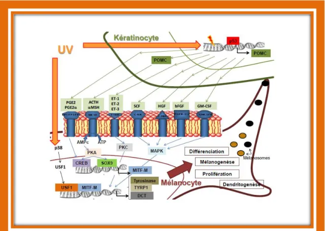 Figure 5 : régulation de la mélanogénèse [109] 