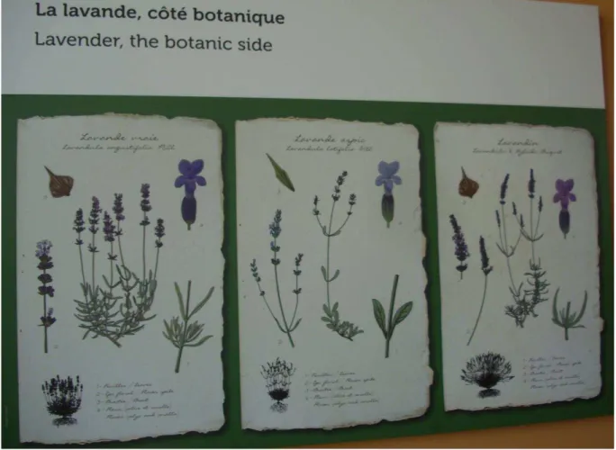 Figure 2 : Planches des Lavande officinale, Lavande Aspic et du Lavandin.  [13] 