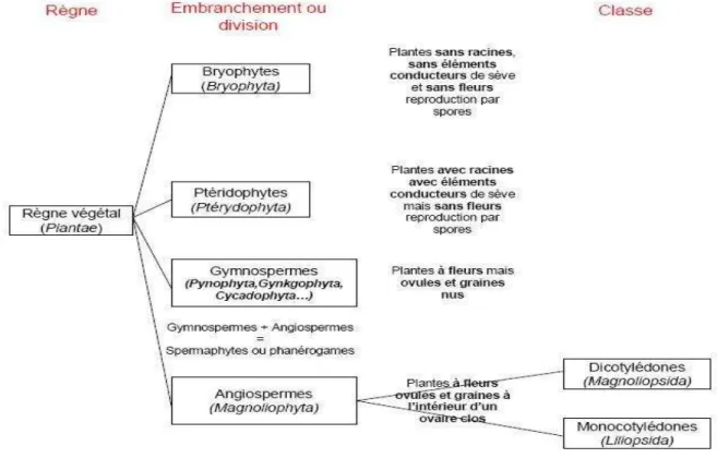 Figure 3 : Schéma de la classification du règne végétal.  [5] 
