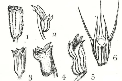 Figure 8 : Corolle de Lamiacées. I. Mentha, corolle subrégulière ; 2. Thymus, corolle bilabiée 2/3 ;  3