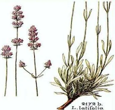 Figure 15 : Planche botanique de Lavandula latifolia.  [29] 