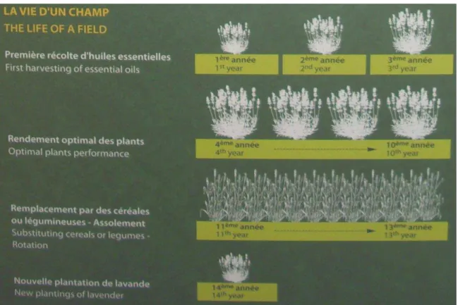 Figure 20 : Schéma du calendrier d’une plantation d’un champ de Lavande fine.  [16] 