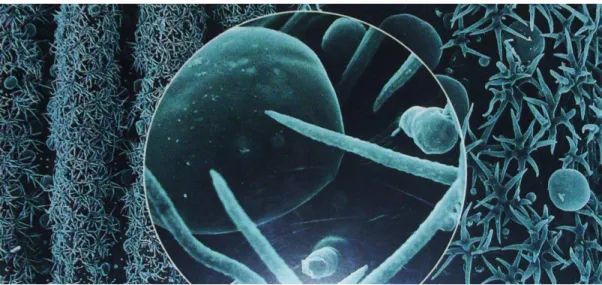 Figure 22 : Poils tecteurs du calice et glandes sécrétrices de Lavandula angustifolia  ( clichés de microscopie  électronique du Laboratoire de Biotechnologies Végétales Université Jean Monet Saint-Etienne )